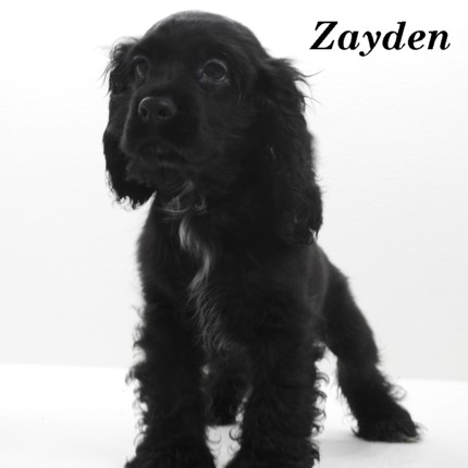 puppy, for, sale, Cocker Spaniel, Joe & Cherri  Overlease, dog, breeder, Miller, MO, dog-breeder, puppy-for-sale, forsale, nearby, find, puppyfind, locator, puppylocator, aca